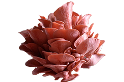 Pink Oyster Fruiting Block