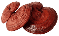Reishi